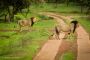 Gir Safari Booking: Best Ultimate Guide | Gir National Park
