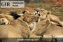 Complete Guide to Experience Jungle Safari Booking