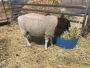 Dorper exposed ewes, ram, lamb, whethers
