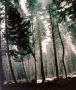 Get the services of Forest Management Get the services of Forest Management