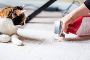 Are you looking for Pet Urine Odour Remover services? Are you looking for Pet Urine Odour Remover services?