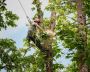 The Top Frequently Asked Questions About Tree Care Services