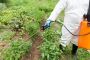 A Comprehensive Guide to Weed Control