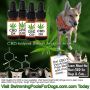 Pet CBD for Dog & Cats: Help for Pet Anxiety, Pain & More