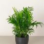 Shop Indoor Plants Online - Discover Greenery for Your Space
