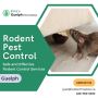 Rodent Pest Control Guelph