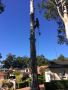 Need expert guidance on availing tree maintenance services?