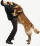 Expert Dog Training Services in Perth