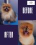 Happy Puppy Grooming Boutique LLC Happy Puppy Grooming Boutique LLC