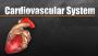 What is Cardiovascular System