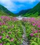 Valley of Flowers Packages From Delhi 
