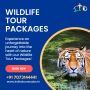 Explore the Thrills of Wildlife Safari Tours
