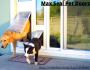 Home Depot Pet Doors | Installation Into Doors and Walls