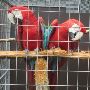 Proven Pair Of Greenwing Macaws for sale.
