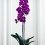 DonyasFlorals: Your Trusted Source to Buy Orchid Plants Onli