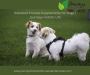 Standard Process Supplements for Dogs | Journeys Holistic Li