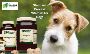 Standard Process Vitamins for Dogs | Journeys Holistic Life
