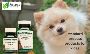 Standard Process Products for Dogs | Journeys Holistic Life