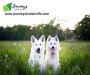 Food Supplements for Dogs | Journeys Holistic Life