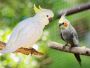 Buy cockatiel cockatoo | cockatiels for sale near me