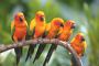 Buy Sun Conure parrots | mustache parakeet for sale near me 