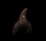 Megalodon Teeth for Sale: Genuine Fossils from Buried Treasu