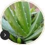 "Aloe Your Miracle Plant" + Bonus E-Books
