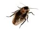 Pest Control in the Sacramento | Bed Bug Control in Sacramen