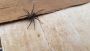 Spider Pest Control - Spider Control in Sacramento