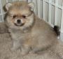 Gorgeous pure breed Pomeranian babies ready to go now.