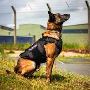 Expert K9 Dog Services by JSC Security Services Expert K9 Dog Services by JSC Security Services