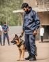 Family Security Dogs for Home Protection | K9 School Family Security Dogs for Home Protection | K9 School