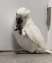 Purchase Cockatoos Parrot for Sale in USA
