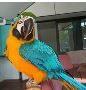 Buy Macaw Parrots Online at Best Market Prices