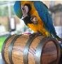Buy Hyacinth Macaw Parrots for Sale in USA