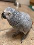 African grey parrots for sale