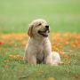 Sit Means Sit Dog Training in Fairfield Sit Means Sit Dog Training in Fairfield