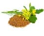 Organic Oil seeds - Organic Oils Suppliers in India