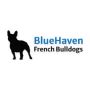 Bluehaven French Bulldogs