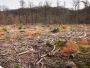 Find Professional Land Clearing Services Austin