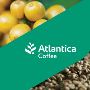 Premium Green Coffee Beans at Atlantica Coffee