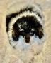 Trusted Toy Poodle Breeders in Hartford County Trusted Toy Poodle Breeders in Hartford County