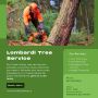 Abbotsford Tree Specialists : Professional Tree Removal for