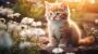 Feline Paradise Awaits: Best Cat Shelters