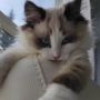 Ragdoll kittens
