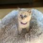 Lovely Ragdoll Kittens Ready to Go To A New Home
