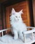 Beautiful Maine coon kittens