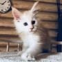 Maine coone x kittens