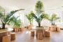 Professional interior Plant Installation by Lulu Pokinghorn