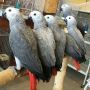 Hand Tammed Congo African Grey Parrots For Sale